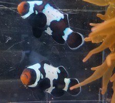 Clownfish gorgeous siberian for sale  Kansas City