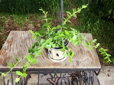 Hoya cumingiana plant for sale  Hollywood