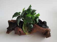 Mopani anubias nana gebraucht kaufen Mopani anubias nana gebraucht kaufen  Stolberg (Rhld.)