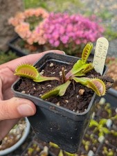 Dionaea funnel trap d'occasion  Cormeilles-en-Vexin
