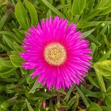 Carpobrotus edulis mittagsblum usato  Napoli
