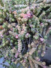Bouture crassula marnieriana d'occasion  Cagnes-sur-Mer
