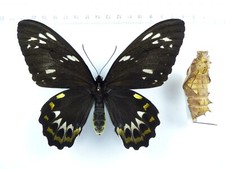 Entomologia farfalla ornithopt usato  Spedire a Italy