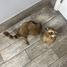 Taxidermy rare cinnamon for sale  Madera