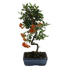 Bonsai pyracantha bonsai usato  Agliana