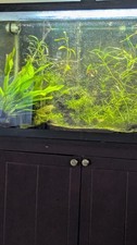 30gallon fish tank for sale  Houston