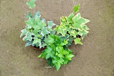 English ivy trailing for sale  San Diego