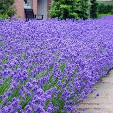 Usado, SEMENTES DE LAVANDA MUNSTEAD Flores Jardim Sebe Borda Munstead Sementes Plantas Anãs comprar usado Usado, SEMENTES DE LAVANDA MUNSTEAD Flores Jardim Sebe Borda Munstead Sementes Plantas Anãs comprar usado  Enviando para Brazil