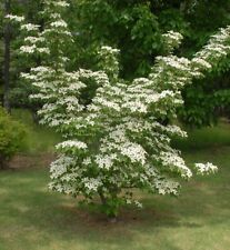 Kousa chinese dogwood for sale  Pelzer