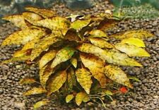 Cryptocoryne nurii live for sale  SCUNTHORPE