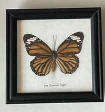 Small single butterfly for sale  Clearwater
