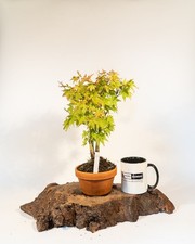 Japanese maple bonsai for sale  ELGIN