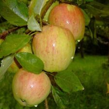 Apfelbaum finkenwerder herbstp gebraucht kaufen  Detmold