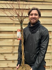 Salix intergra hakuro for sale  COVENTRY