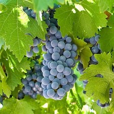 Grape boskoop glory for sale  SOUTHAMPTON