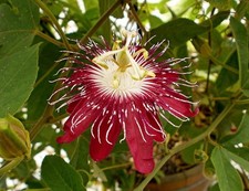 Passiflora lady margaret for sale  BECCLES