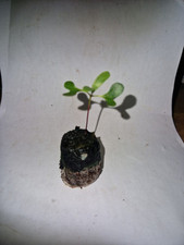 Eucalyptus blue gum for sale  PRESTON