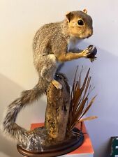 Taxidermy grey squirrel for sale  UK