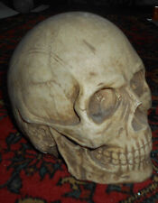 Skull stone 4.5kg for sale  ROSS-ON-WYE