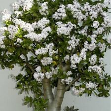 Talee crassula ovata usato  Barcellona Pozzo di Gotto