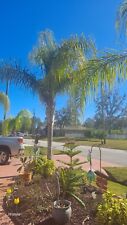 queens trees palm for sale queens trees palm for sale Palm Coast