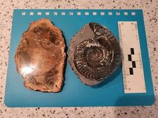 Jurassic opalised fossil for sale  LIVERPOOL