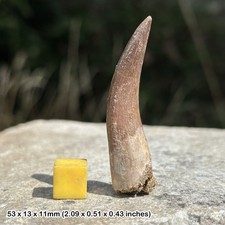 Plesiosaur tooth reptile for sale  UK