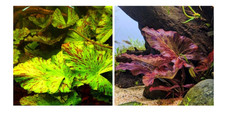 Nymphaea lotus red for sale  GLASGOW
