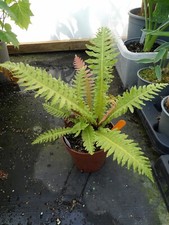 Blechnum brasiliense volcano for sale  MALDON