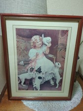 White kitten arthur for sale  BOLTON