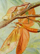 C1896 antique colour for sale  UK