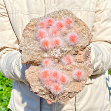 4.6lb indian dandelion for sale  Shipping to Ireland