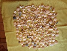 Muschel gebraucht kaufen  Schwanstetten