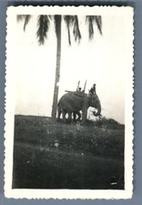 Vietnam elephant carrier d'occasion  Expédié en Belgium