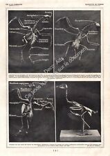 1927 colombophilia pigeon d'occasion  Expédié en Belgium