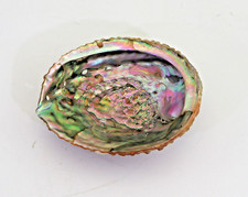 Große abalone muschel gebraucht kaufen  Duisburg