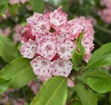 Mountain laurel native for sale  Goshen