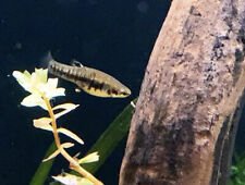 Least killifish trio for sale  Orlando