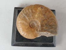 Traum harpoceras elegans gebraucht kaufen  Berg b.Neumarkt i.d.OPf.