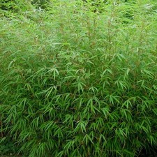Fargesia rufa bambou d'occasion  Pouzauges