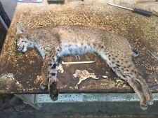 Nice bobcat skin for sale  Signal Mountain