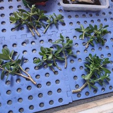 Jade plant money for sale  BARKING