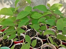 Rare bumpo cherimoya for sale  Temple City