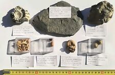 Collezione fossili autentici usato  Minerbio