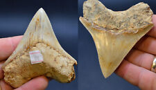 Sale..best value megalodon for sale  UK