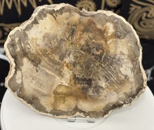 Stunning petrified wood for sale  CRAVEN ARMS