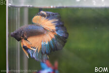 Live betta male for sale  Miami