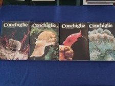 Conchiglie tutti mari usato Conchiglie tutti mari usato  Solesino