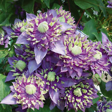 Clematis taiga climbing for sale  PETERBOROUGH