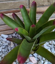 Bromeliad painted fingernail for sale  Lakeland